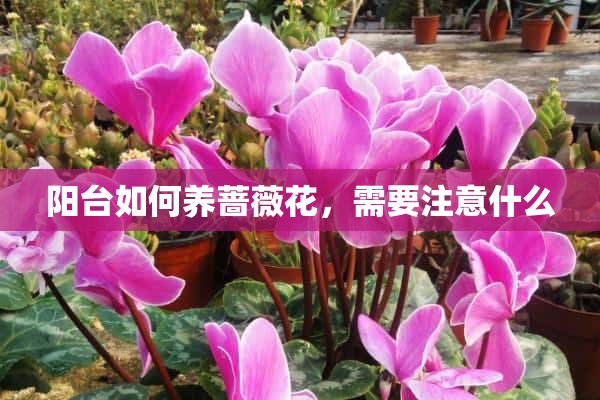 阳台如何养蔷薇花，需要注意什么