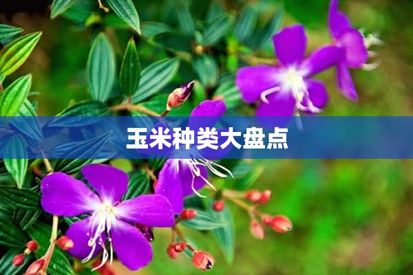 玉米种类大盘点