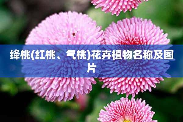 绛桃(红桃、气桃)花卉植物名称及图片