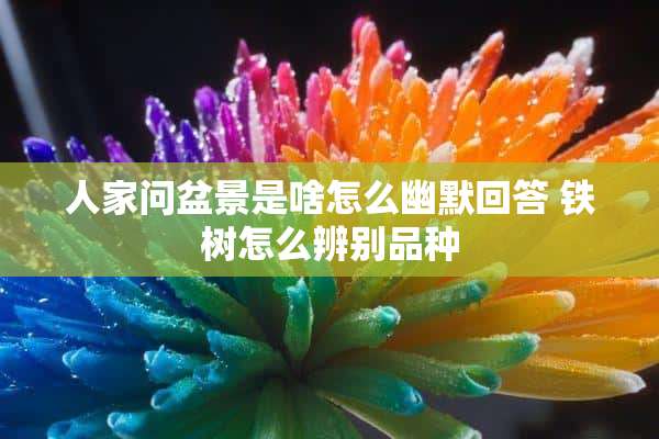 人家问盆景是啥怎么幽默回答 铁树怎么辨别品种