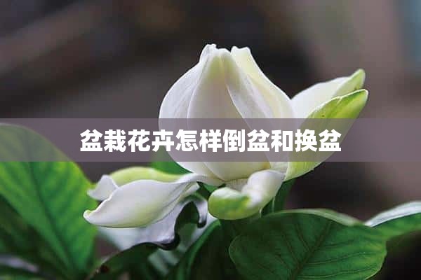 盆栽花卉怎样倒盆和换盆