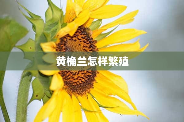 黄桷兰怎样繁殖