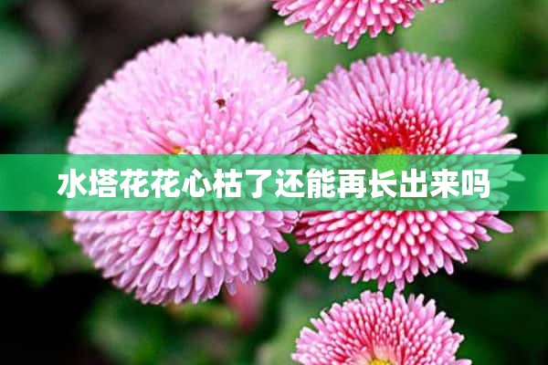 水塔花花心枯了还能再长出来吗