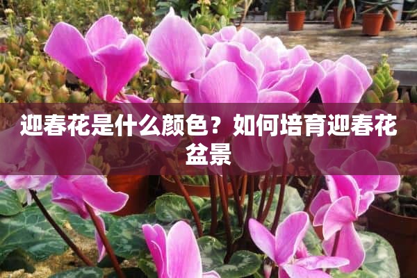 迎春花是什么颜色？如何培育迎春花盆景