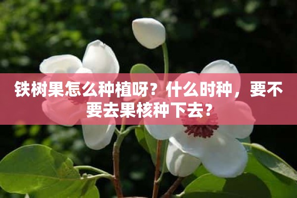 铁树果怎么种植呀？什么时种，要不要去果核种下去？