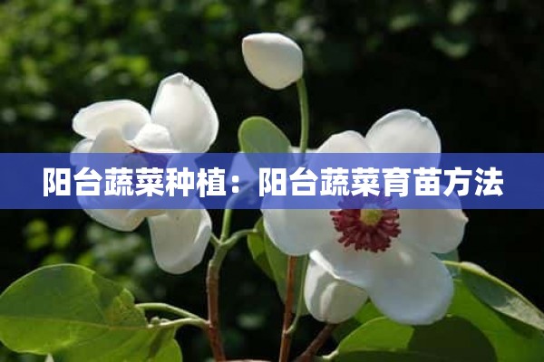 阳台蔬菜种植：阳台蔬菜育苗方法