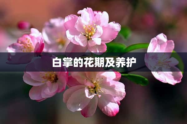 白掌的花期及养护