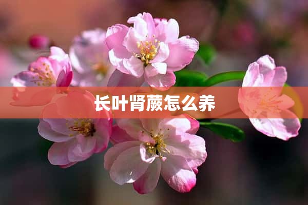 长叶肾蕨怎么养