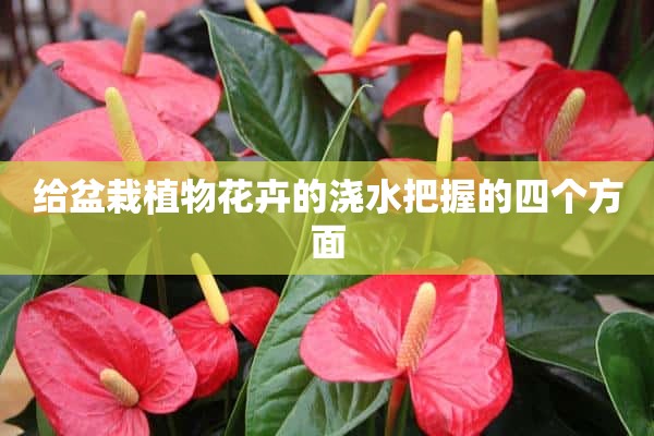 给盆栽植物花卉的浇水把握的四个方面