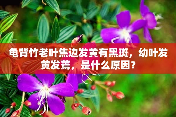 龟背竹老叶焦边发黄有黑斑，幼叶发黄发蔫，是什么原因？