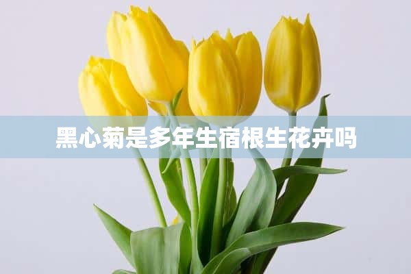 黑心菊是多年生宿根生花卉吗