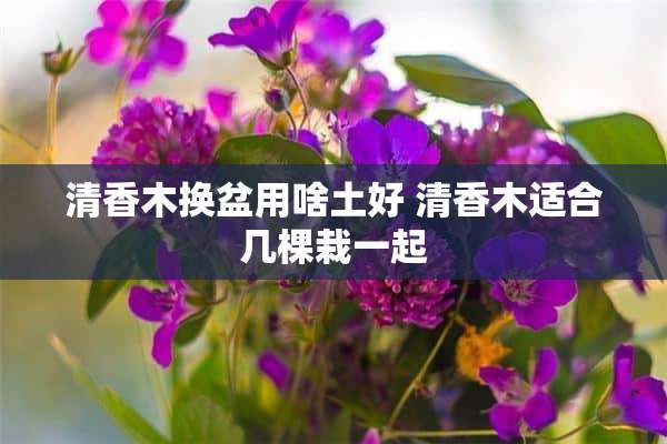 清香木换盆用啥土好 清香木适合几棵栽一起