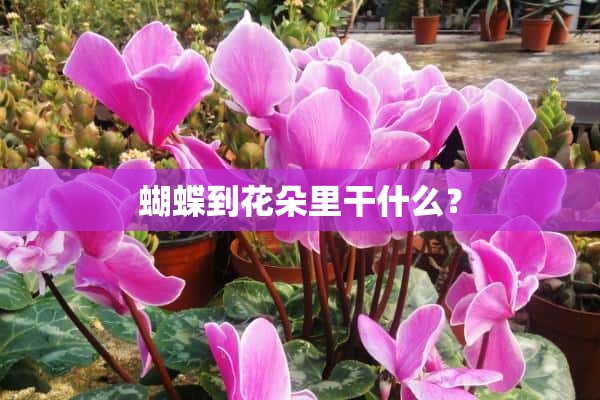 蝴蝶到花朵里干什么？