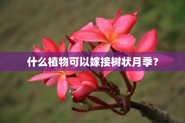 什么植物可以嫁接树状月季？