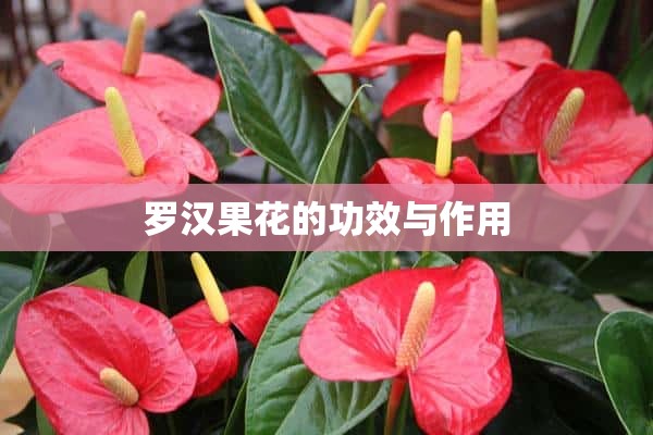 罗汉果花的功效与作用