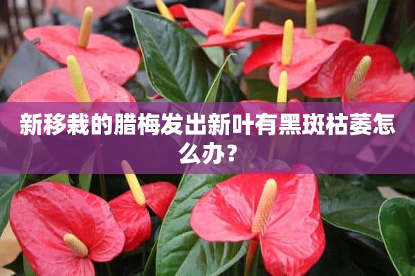 新移栽的腊梅发出新叶有黑斑枯萎怎么办？