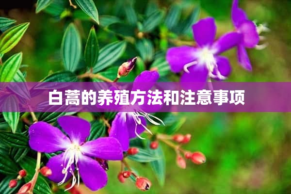 白蒿的养殖方法和注意事项