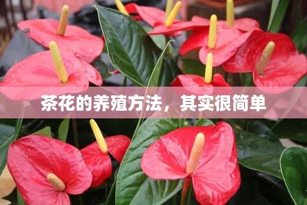 茶花的养殖方法，其实很简单