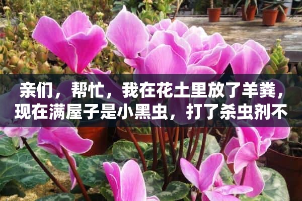 亲们，帮忙，我在花土里放了羊粪，现在满屋子是小黑虫，打了杀虫剂不起作用