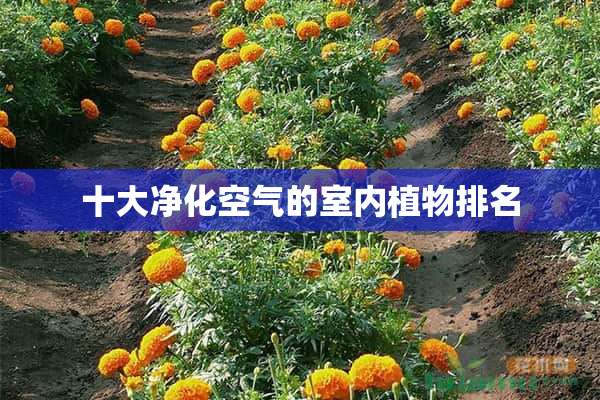 十大净化空气的室内植物排名