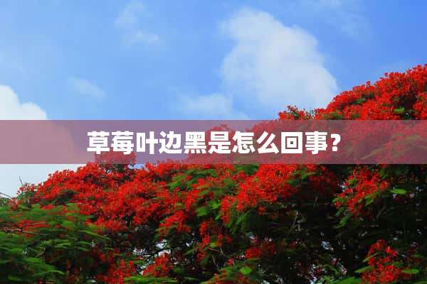 草莓叶边黑是怎么回事？