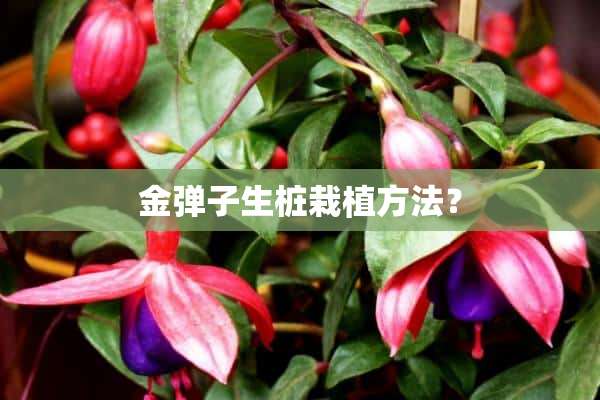 金弹子生桩栽植方法？