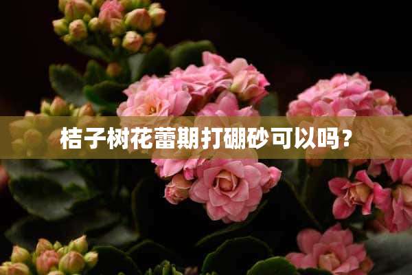 桔子树花蕾期打硼砂可以吗？