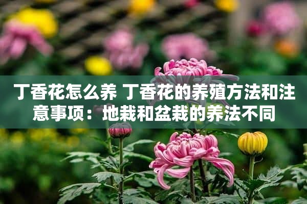 丁香花怎么养 丁香花的养殖方法和注意事项：地栽和盆栽的养法不同