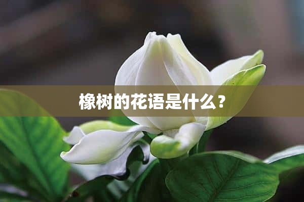 橡树的花语是什么？