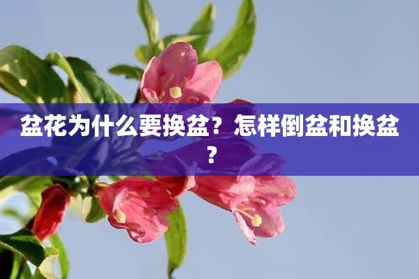 盆花为什么要换盆？怎样倒盆和换盆？