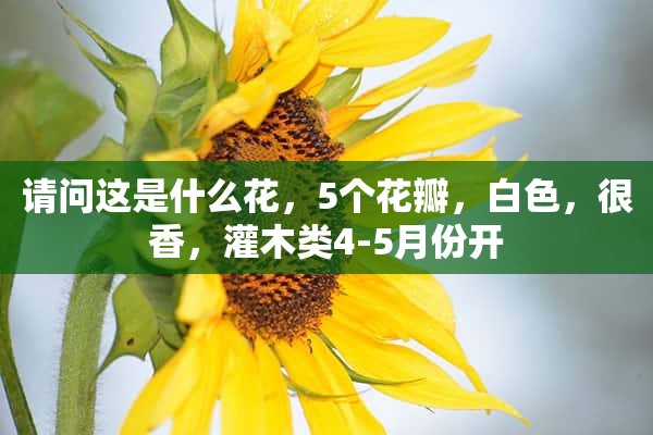 请问这是什么花，5个花瓣，白色，很香，灌木类4-5月份开