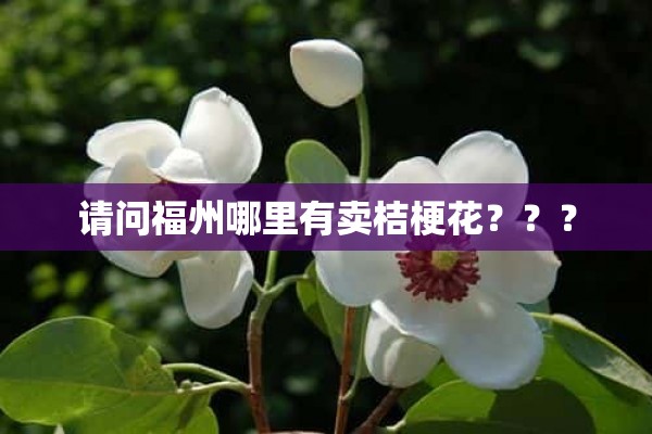 请问福州哪里有卖桔梗花？？？