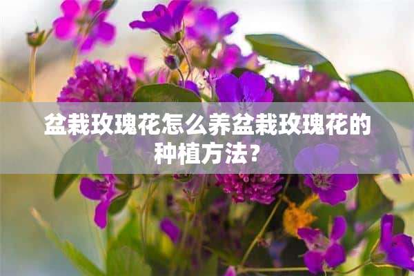 盆栽玫瑰花怎么养盆栽玫瑰花的种植方法？