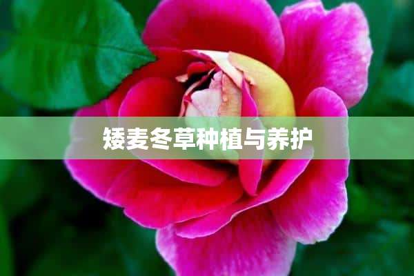 矮麦冬草种植与养护