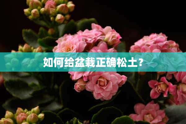 如何给盆栽正确松土？