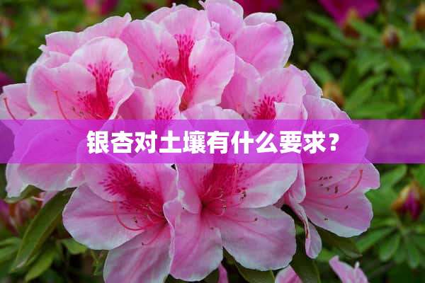 银杏对土壤有什么要求？