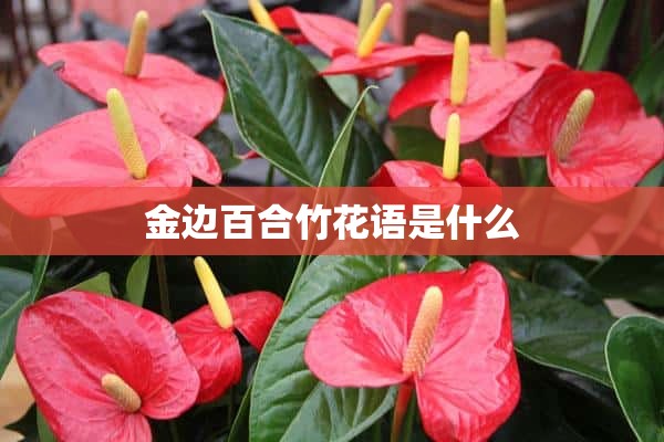 金边百合竹花语是什么