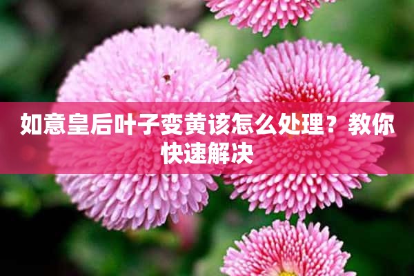 如意皇后叶子变黄该怎么处理？教你快速解决