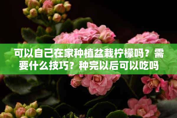 可以自己在家种植盆栽柠檬吗？需要什么技巧？种完以后可以吃吗？