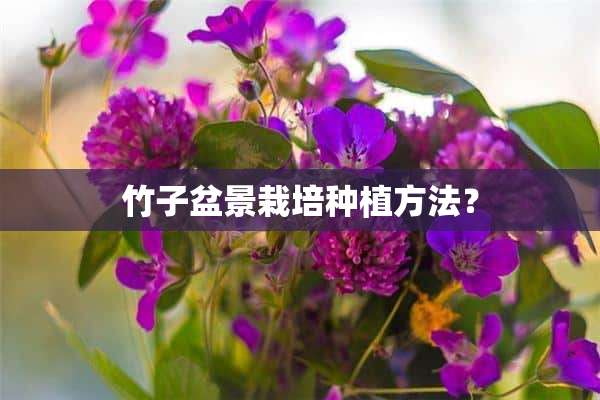 竹子盆景栽培种植方法？