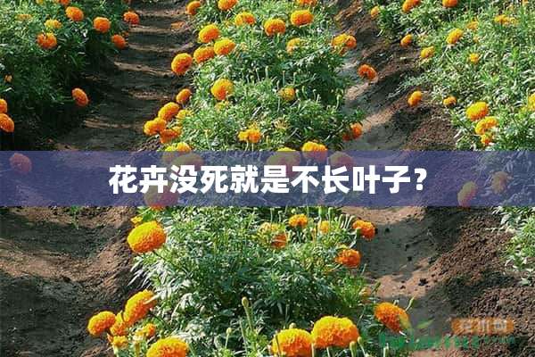 花卉没死就是不长叶子？