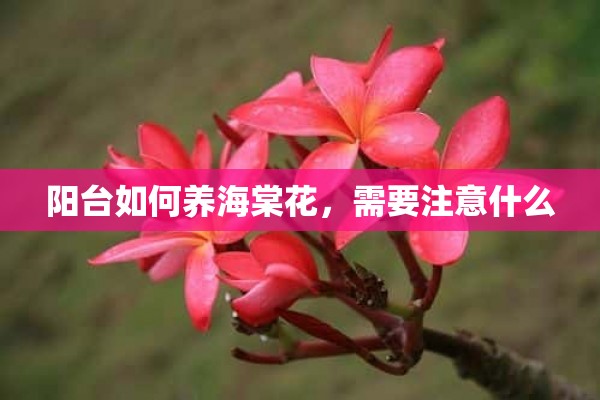 阳台如何养海棠花，需要注意什么