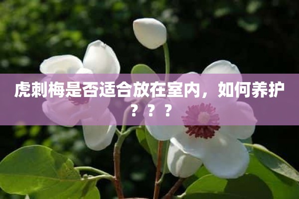 虎刺梅是否适合放在室内，如何养护？？？