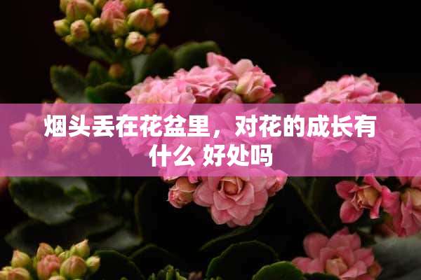 烟头丢在花盆里，对花的成长有什么 好处吗