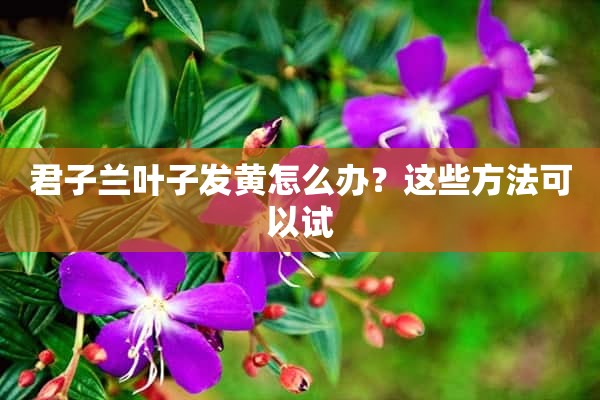 君子兰叶子发黄怎么办？这些方法可以试