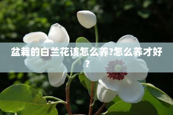 盆栽的白兰花该怎么养?怎么养才好？