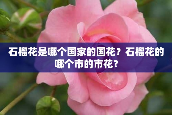 石榴花是哪个国家的国花？石榴花的哪个市的市花？