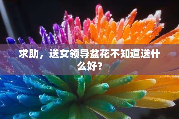 求助，送女领导盆花不知道送什么好？