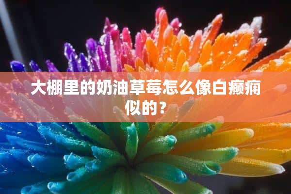 大棚里的奶油草莓怎么像白癫痫似的？