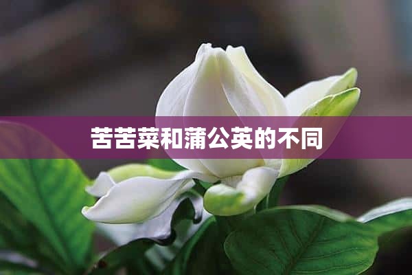 苦苦菜和蒲公英的不同